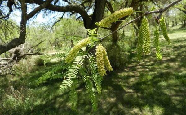 EL BOSQUE QUE NACE CON CADA CAPACITACIÓN